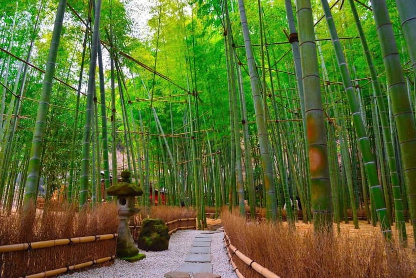 1-Day trip: Kamakura City (Enoshima/Shonan/Beach) - Should you book this Kamakura and Enoshima private trip?