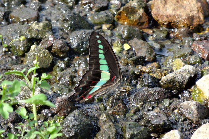 Easygoing Nature Walk in Hakone Tour - Wildlife spotting without the strained hiking feeling