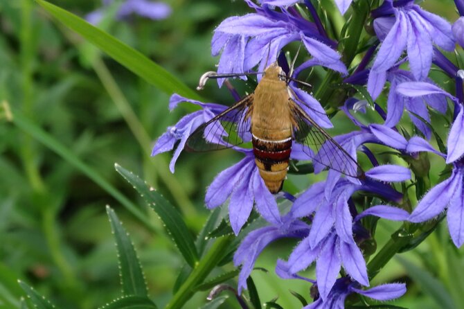 Easygoing Nature Walk in Hakone Tour - Stop 1 at the wetlands: Hakone Botanical Garden of Wetlands