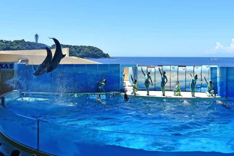 Enoshima Aquarium: Admission Ticket - Hours That Change by Season (And Why You Should Care)