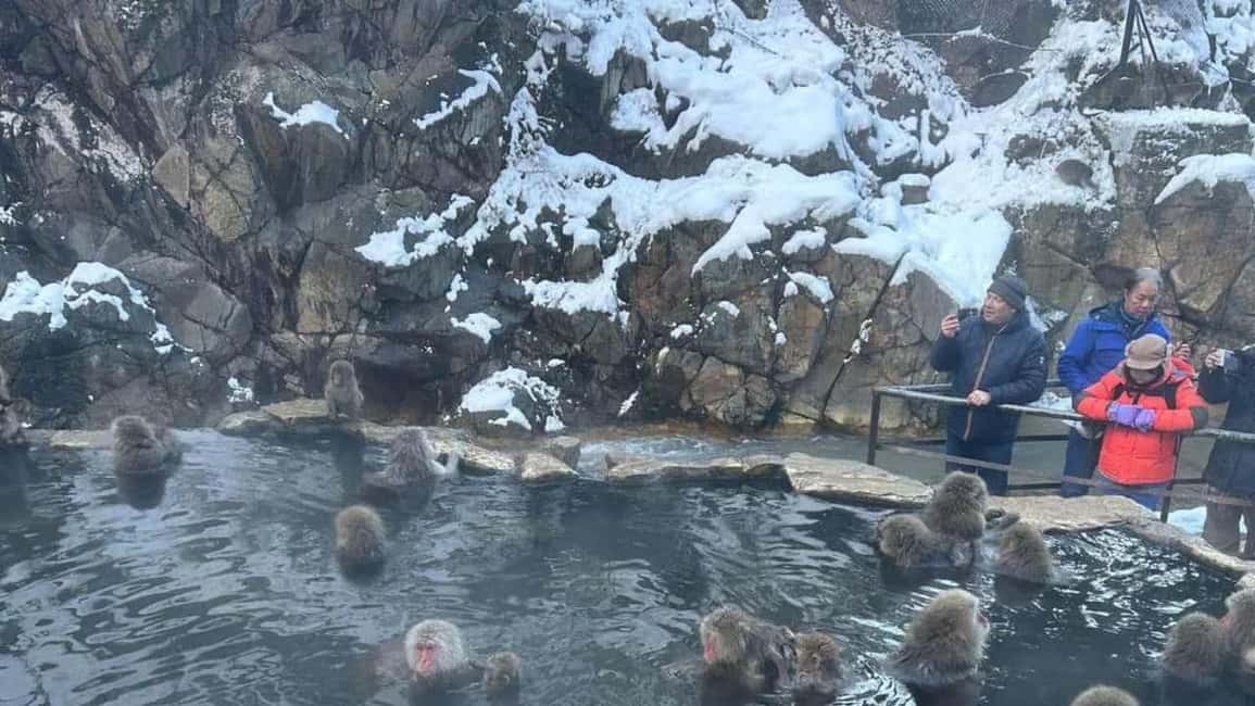 F: Tokyo:Nagano snow monkey/Zenko Ji temple private day tour - Tokyo to Nagano: a day plan that makes the distance worth it