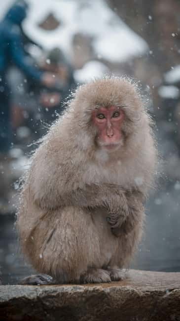 F: Tokyo:Nagano snow monkey/Zenko Ji temple private day tour - Pickup, private van comfort, and the small luxuries that keep you happy