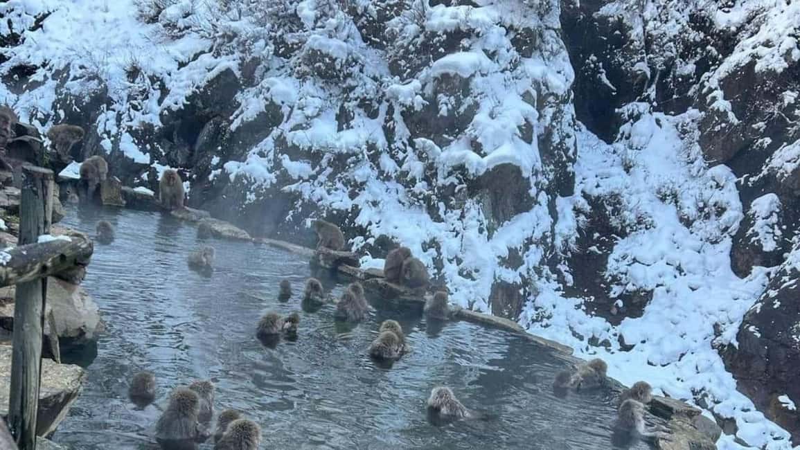 F: Tokyo:Nagano snow monkey/Zenko Ji temple private day tour - Zenko-ji Temple in a tight window: making 60 minutes count