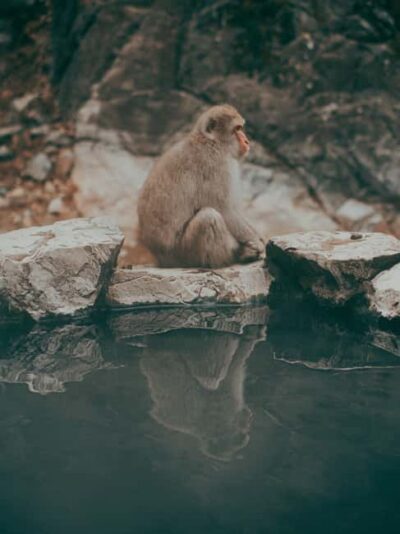 F: Tokyo:Nagano snow monkey/Zenko Ji temple private day tour - Jigokudani Monkey Park: what you’re really paying for (and what can vary)