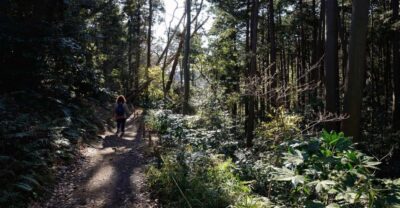 From Kamakura: Daibutsu Hiking Trail Tour with Local Guide - Price and what you’re really buying for about $151