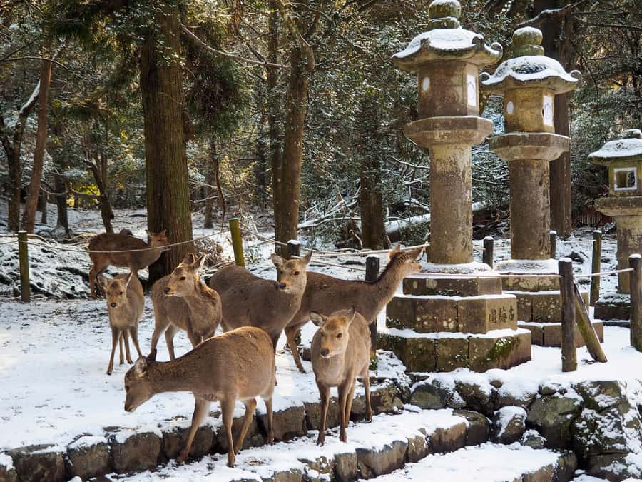 From Osaka: Kyoto & Nara Highlights Day Tour (7 attractions) - Kasugataisha Lantern Paths: A Calmer Walk Through Shinto Detail