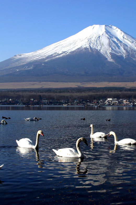 From Tokyo: Fuji Mountain Area - FujiQ - Lake Kawaguchiko - Chureito Pagoda - Optional FujiQ Highland: When Your Group Wants Two Vibes