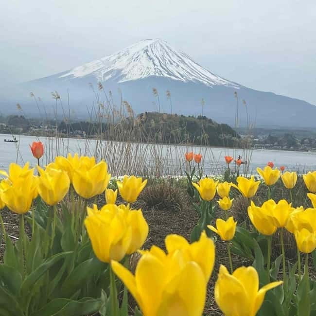 From Tokyo: Mount Fuji Full Day Private Tour (Customizable) - Oishi Park and Kitaguchi-hongu Fuji Sengen Shrine: small stops with personality