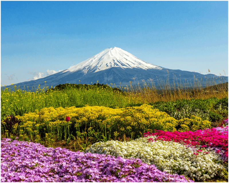 From Tokyo: Mt.Fuji, Lake Kawaguchi, Oshino Hakkai Day Tour - Should you book this Mount Fuji day tour?