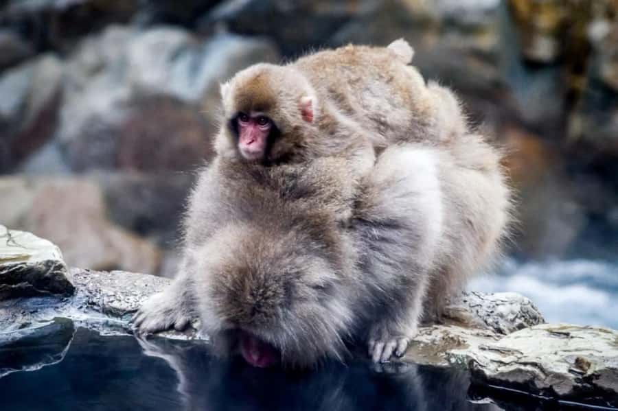 From Tokyo: Nagano Full Day Private Snow Monkey Park Tour - Key Points You’ll Care About
