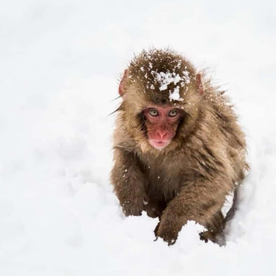 From Tokyo: Nagano Full Day Private Snow Monkey Park Tour - Private Door-to-Door to Nagano City: Comfort Matters on This Long Day