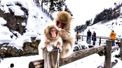 From Tokyo: Nagano Full Day Private Snow Monkey Park Tour - Jigokudani Yaen-Koen: The Walk In, Then the Hot Springs Show