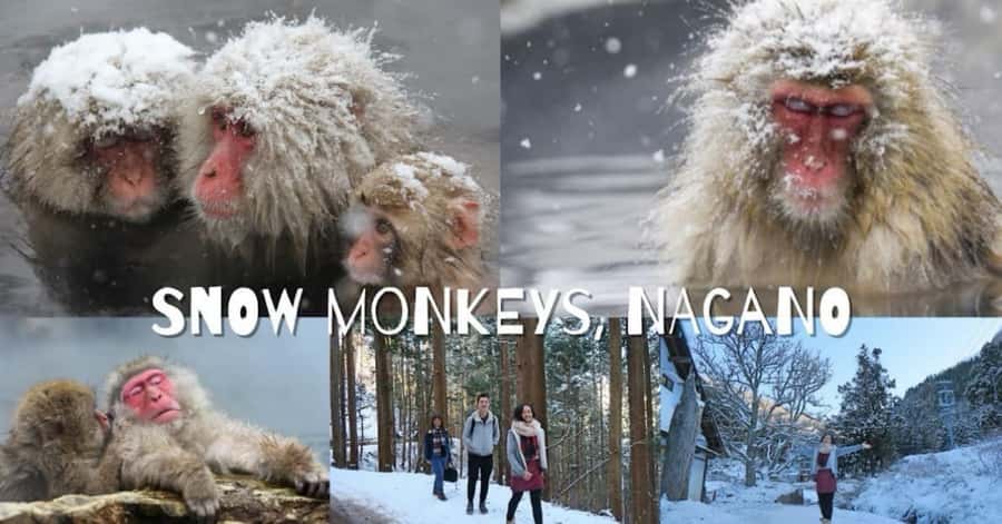 From Tokyo: Nagano Full Day Private Snow Monkey Park Tour - Miso Brewery Stop: What You’ll Actually Learn