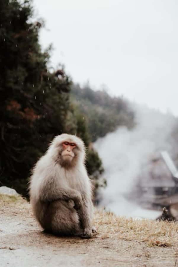 From Tokyo: Nagano Full Day Private Snow Monkey Park Tour - Practical Tips for a Smoother Snow Monkey Day
