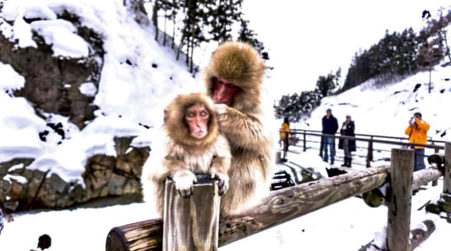 From Tokyo: Nagano Full Day Private Snow Monkey Park Tour - Jigokudani Yaen-Koen: The Walk In, Then the Hot Springs Show