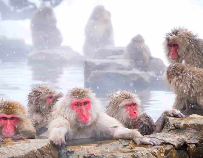 From Tokyo/Nagano : Private Snow Monkeys Park Full Day Trip - Key things to know before you go