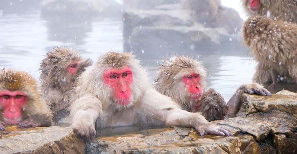 From Tokyo/Nagano : Private Snow Monkeys Park Full Day Trip - From Tokyo or Nagano to Jigokudani: how the day is paced