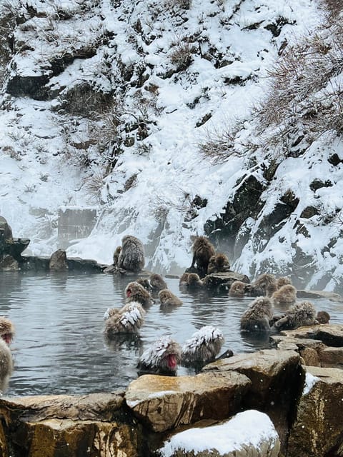 From Tokyo: Nagano Snow Monkey Park Zenkoji Temple Day Trip - Why This One-Day Nagano Plan Works