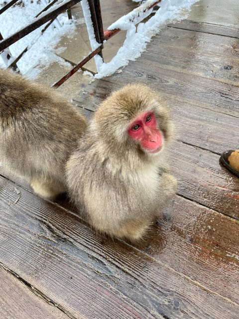 From Tokyo: Nagano Snow Monkey Park Zenkoji Temple Day Trip - Jigokudani Monkey Park: Getting Close to the Hot Springs