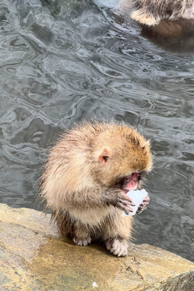 From Tokyo: Nagano Snow Monkey Park Zenkoji Temple Day Trip - Pickup Choices and How the Day Runs