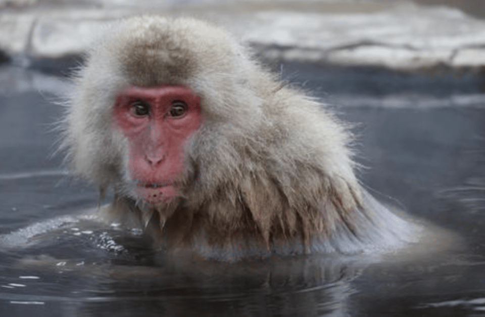 From Tokyo: Private Day Trip to Snow Monkey & Zenkoji - Zenkoji Temple: going from wild nature to deep calm