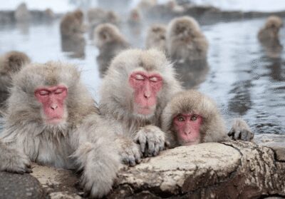 From Tokyo: Private Day Trip to Snow Monkey & Zenkoji - Jigokudani Snow Monkey Park: the hot-spring viewing is the whole point