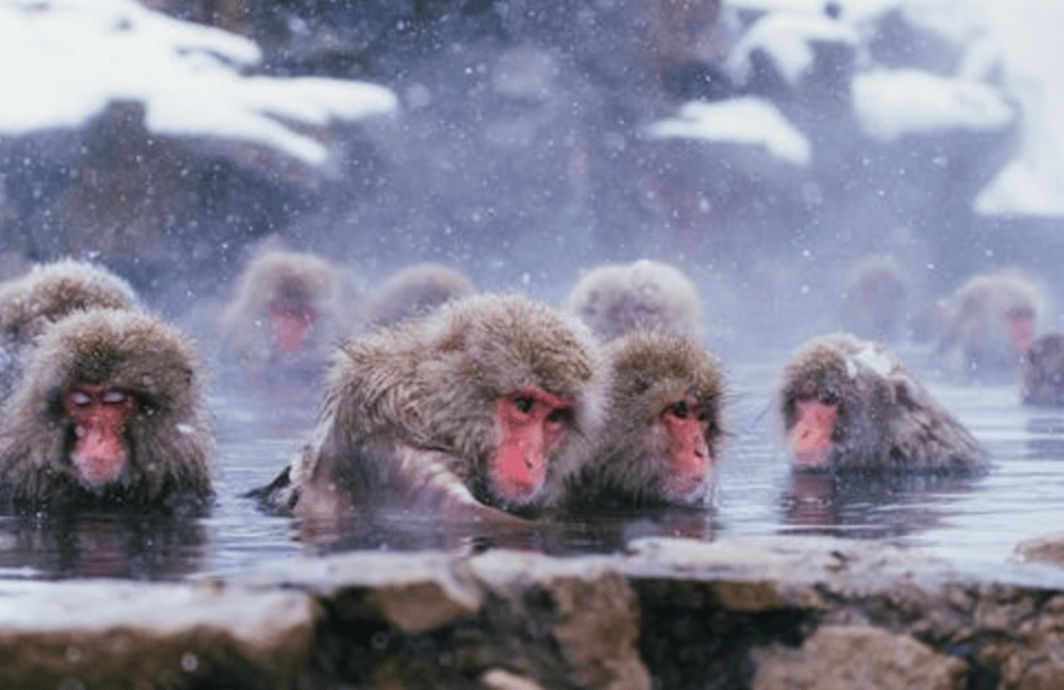 From Tokyo: Private Day Trip to Snow Monkey & Zenkoji - Private transportation vs public transit: choose the comfort level you want