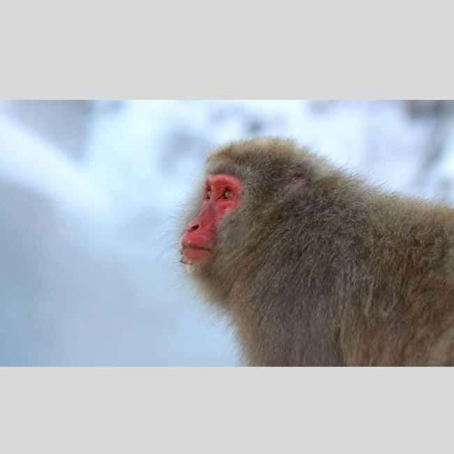 From Tokyo: Snow Monkey Park and Miso Production Day Tour - Key Points That Matter for Your Day