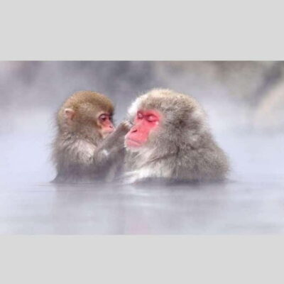 From Tokyo: Snow Monkey Park and Miso Production Day Tour - From Tokyo to Nagano Without the Headache: Pickup, Vehicle, and Timing