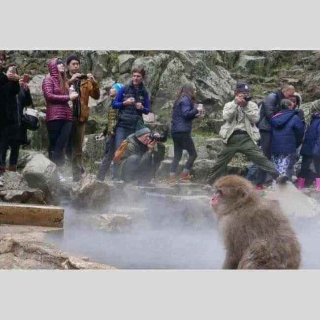 From Tokyo: Snow Monkey Park and Miso Production Day Tour - Zenko-ji Temple: One Hour That Feels Like a Reset