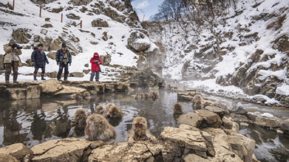 From Tokyo: Snow Monkey Park and Miso Production Day Tour - Matsushiro Castle Ruins: Feudal Scenery Without the Long Detour