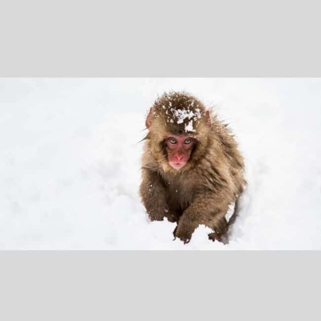 From Tokyo: Snow Monkey Park and Miso Production Day Tour - Obuse: Miso Production Town Time, Not a Rush Through Shops