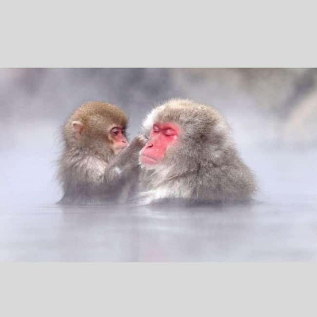 From Tokyo: Snow Monkey Park and Miso Production Day Tour - From Tokyo to Nagano Without the Headache: Pickup, Vehicle, and Timing