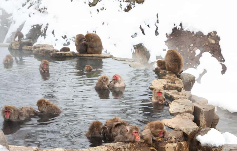 From Tokyo: Snow Monkeys and Zenkoji Temple Day Trip - Zenkoji Temple: a major Buddhist site and a dark passage that changes your pace