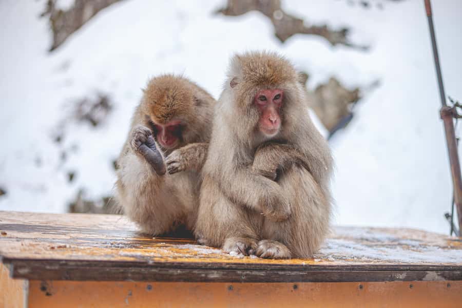 From Tokyo: Snow Monkeys and Zenkoji Temple Day Trip - Takai Shrine in the forest: red torii gates and prayer time