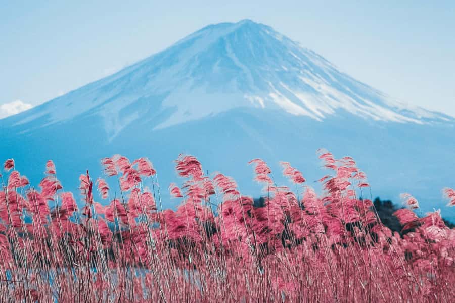 Full-Day Tour to the Picturesque Spots of Mount Fuji - Oishi Park and Lake Kawaguchiko: kochia carpets, reeds, and those big Fuji moments