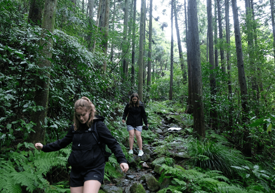 Hakone Hachiri: Old Tokaido Highway Hiking Half-day tour - Cedar avenue and the route’s “Edo feel” in the same frame
