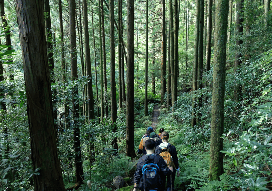 Hakone Hachiri: Old Tokaido Highway Hiking Tour - The Hakone checkpoint and the cedar avenue with 400-year trees