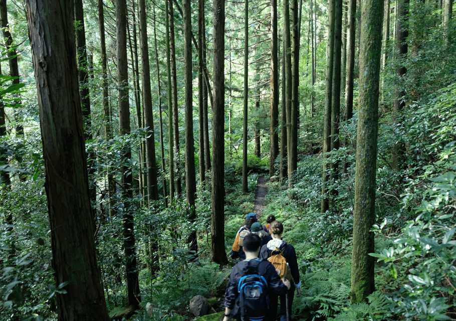 Hakone Hachiri: Old Tokaido Highway Hiking Tour - What the hike is like: 8 km, beginner-friendly, and shoe rules