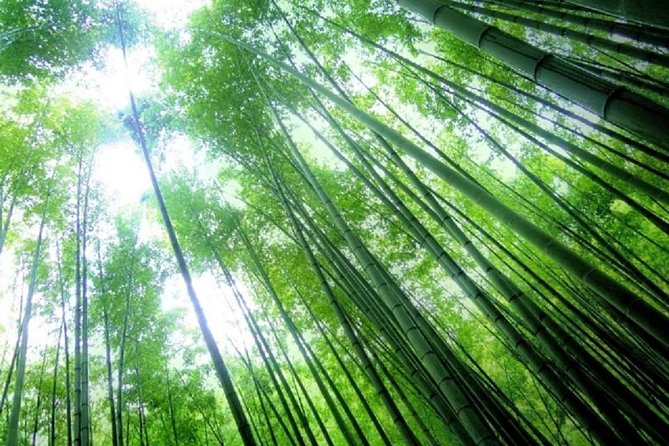 Kamakura Bamboo Forest and Great Buddha Private Tour - Tsurugaoka Hachimangu Shrine: the city’s center of old power
