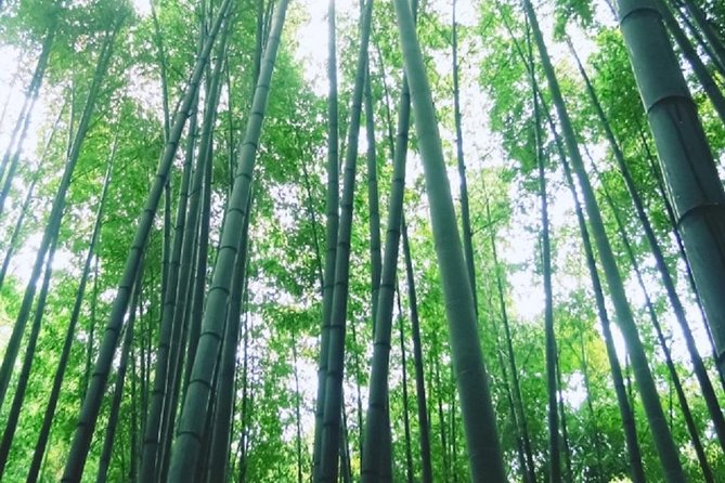 Kamakura Bamboo Forest and Great Buddha Private Tour - How much walking is built into a 9-hour day