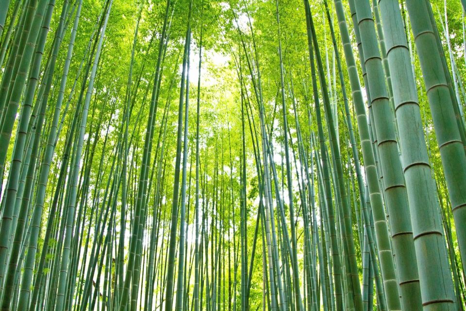Kamakura: Great Buddha, Hase Temple, & Komachi Street Tour - Hokokuji’s Bamboo Forest: Short Visit, High Payoff