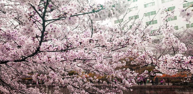 Licensed Guide Tokyo Meguro Cherry Blossom Walking Tour - Quick take