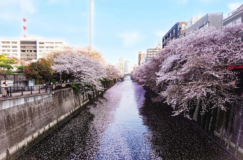 Licensed Guide Tokyo Meguro Cherry Blossom Walking Tour - Meguro River: one of Tokyo’s most photogenic blossom walks