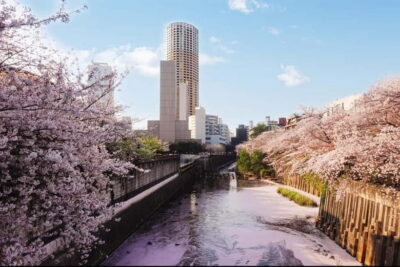 Licensed Guide Tokyo Meguro Cherry Blossom Walking Tour - Where to start: Starbucks opposite Nakameguro Station (and how not to miss your guide)