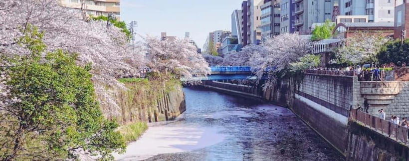 Licensed Guide Tokyo Meguro Cherry Blossom Walking Tour - Price and value: $22 for a licensed guide plus multiple themed stops