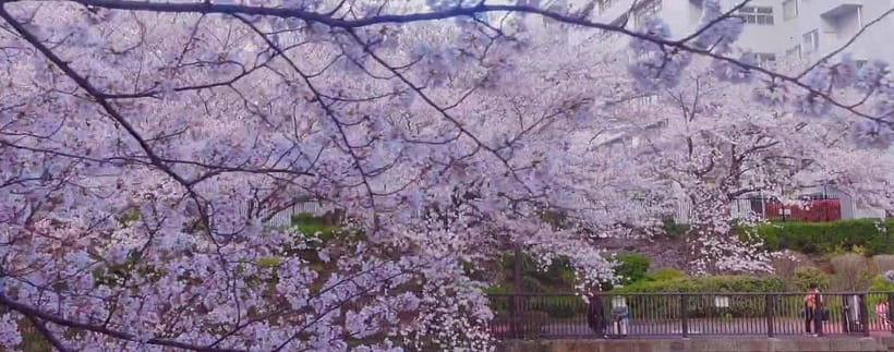 Licensed Guide Tokyo Meguro Cherry Blossom Walking Tour - Who this tour suits best (and who should think twice)