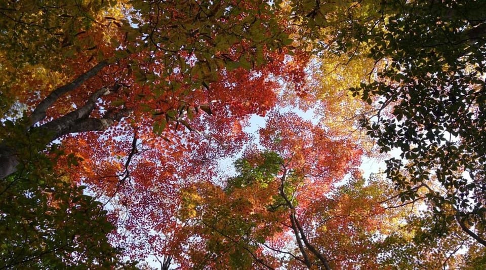 Luxury Nikko Gateway;Private Guided tour - Lake Chūzenji and Nikko National Park: fall color season rewards patient pacing