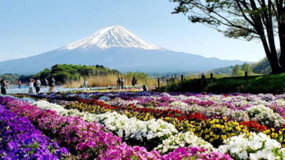 Mount Fuji & Hakone Full-Day Private Tour (Customizable) - Oshino Hakkai: eight ponds, koi, and a very easy walk