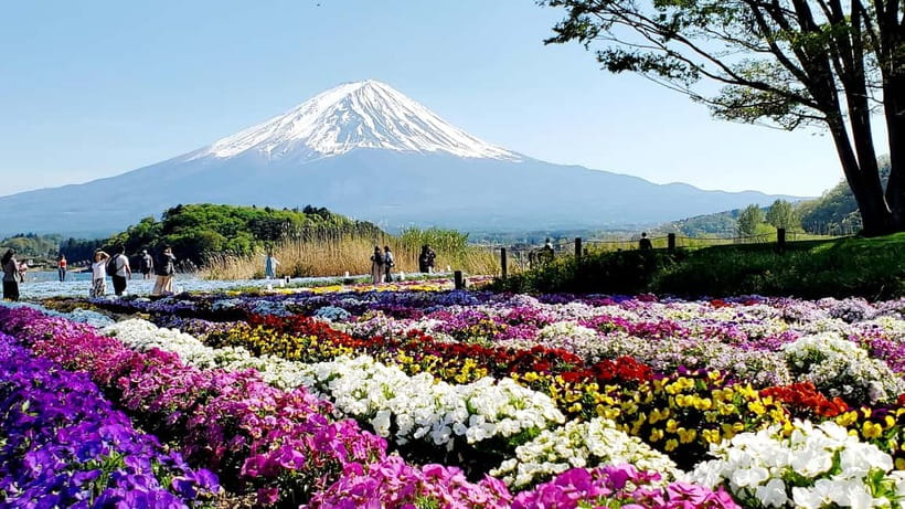 Mount Fuji & Hakone Full-Day Private Tour (Customizable) - Oshino Hakkai: eight ponds, koi, and a very easy walk